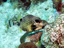 Smooth Trunkfish IMG 3009